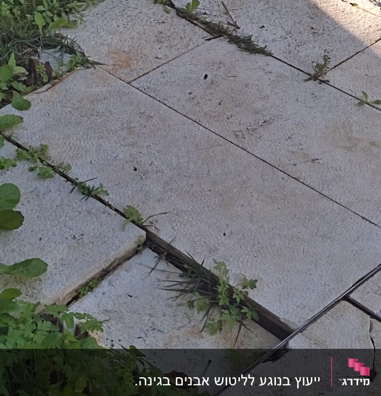 עשבים צומחים בין מרצפות אבן בגינה